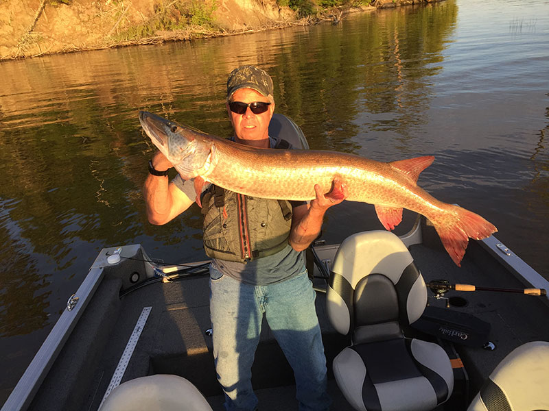 Mike A. 50” Musky caught on a Prowler the 2nd day of Musky Season in Ontario Canada.