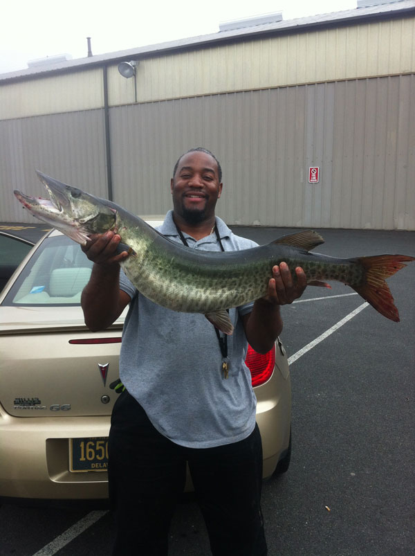 Thomas Sutton and  the new Delaware state record musky caught Thomas Sutton and  the new Delaware state record musky caught with a Figure 8 lure